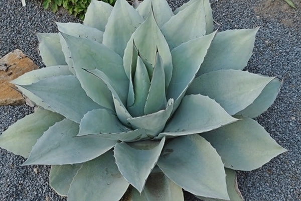 Image of Agave ovatifolia 'Frosty Blue' taken at Juniper Level Botanic Gdn, NC by JLBG
