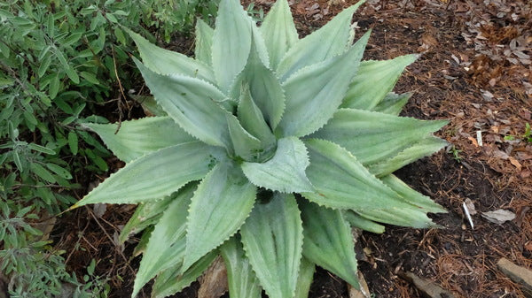 Image of Agave ovatifolia 'Kraken' taken at Juniper Level Botanic Gdn, NC by JLBG