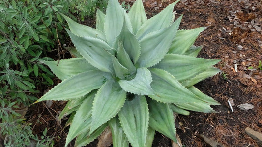 Image of Agave ovatifolia 'Kraken' taken at Juniper Level Botanic Gdn, NC by JLBG