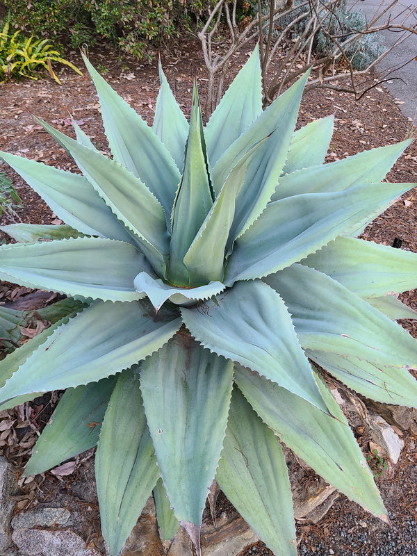 Image of Agave ovatifolia 'Kraken' taken at Juniper Level Botanic Gdn, NC by JLBG