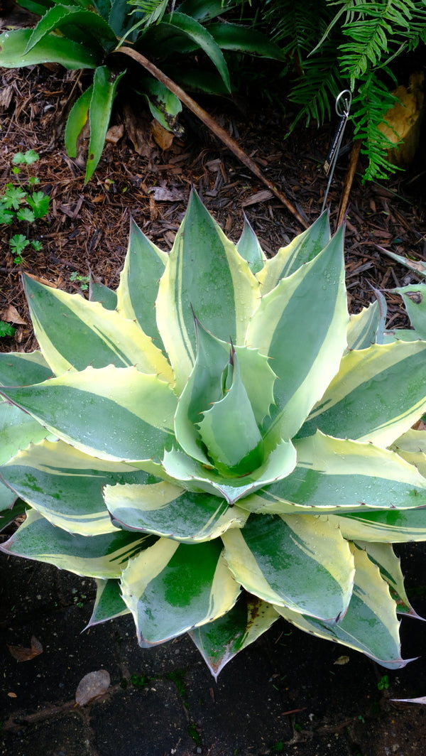 Image of Agave ovatifolia 'Orca' taken at Juniper Level Botanic Gdn, NC by JLBG