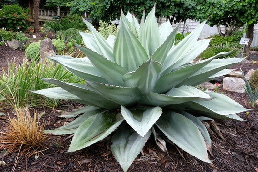 Image of Agave ovatifolia 'Vanzie' taken at Juniper Level Botanic Gdn, NC