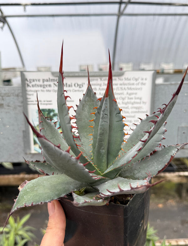 Image of Agave palmeri 'Kutsugen No Mai Ogi'
