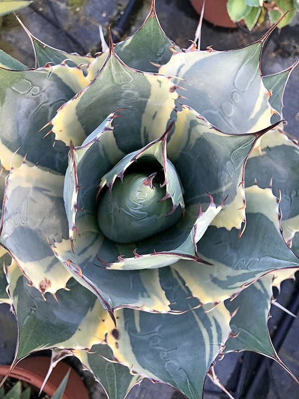 Image of Agave parrasana 'Impressionist' taken at Walters Gardens, MI by H. Hansen
