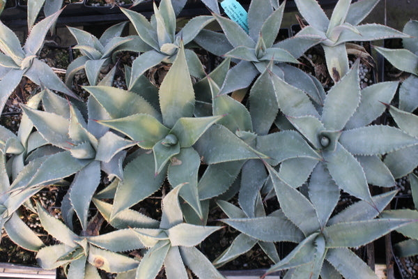 Image of Agave x parryantha Yavapai Co, AZ (parryi x chrysantha) taken at Juniper Level Botanic Gdn, NC by JLBG