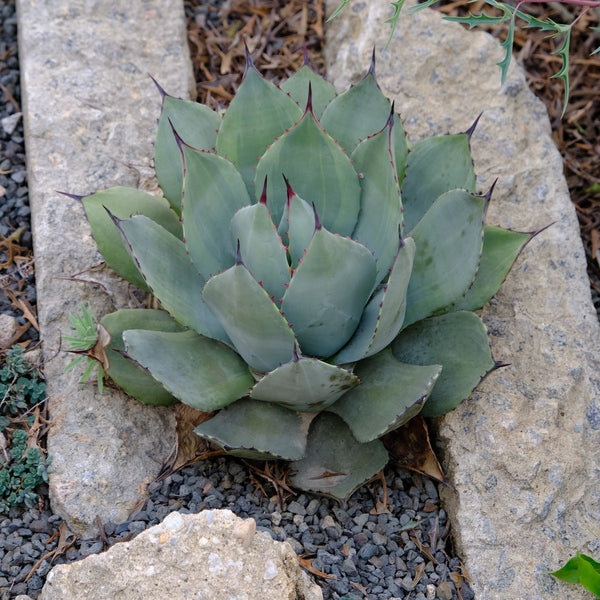 Image of Agave parryi 'Border Guard' taken at Juniper Level Botanic Gdn, NC by JLBG