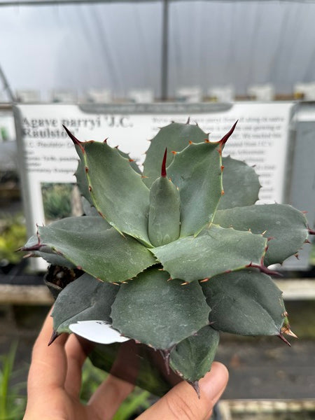 Image of Agave parryi 'J.C. Raulston'