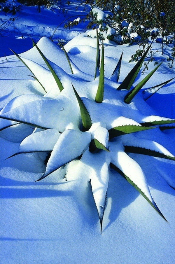 Image of Agave parryi ssp. couesii taken at Juniper Level Botanic Gdn, NC by JLBG