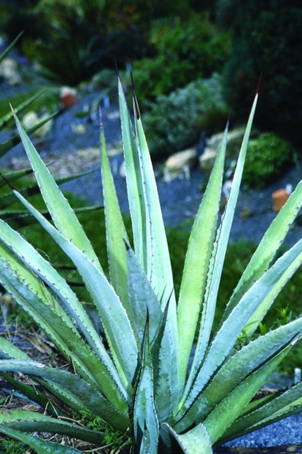 Image of Agave parryi ssp. couesii taken at Juniper Level Botanic Gdn, NC by JLBG