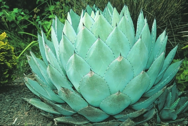 Image of Agave parryi ssp. huachucensis taken at J.C. Raulston Arboretum, NC