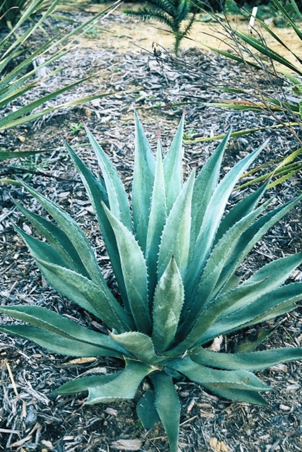 Image of Agave parryi ssp. parryi taken at Juniper Level Botanic Gdn, NC by JLBG