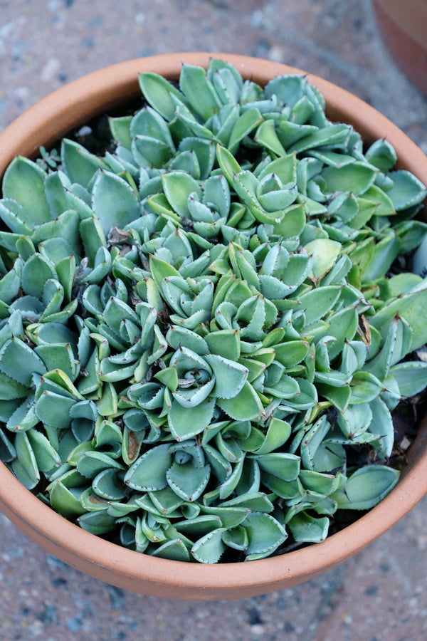 Image of Agave parryi ssp. truncata 'Bed of Nails' taken at Juniper Level Botanic Gdn, NC by JLBG
