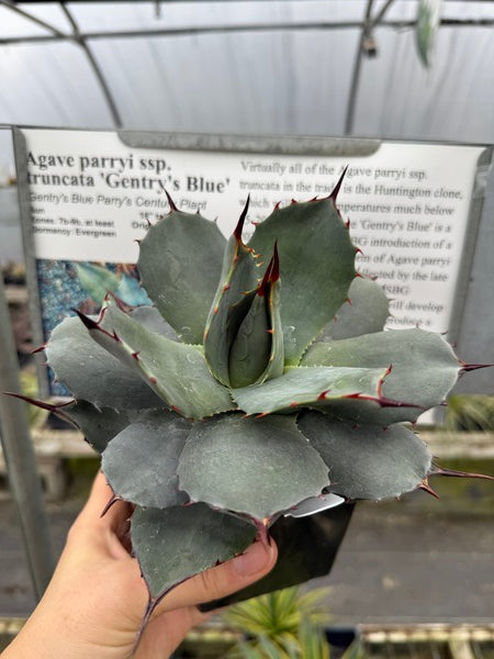 Image of Agave parryi ssp. truncata 'Gentry's Blue'