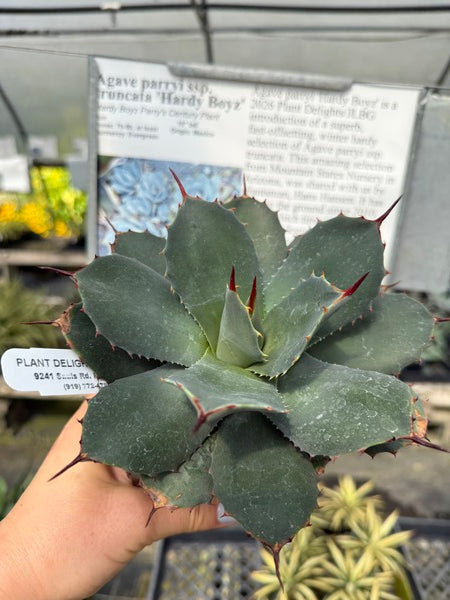 Image of Agave parryi ssp. truncata 'Hardy Boyz'