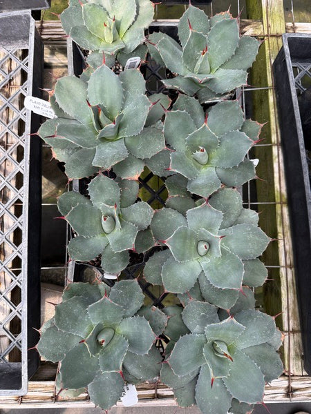 Image of Agave parryi ssp. truncata 'Hardy Boyz'