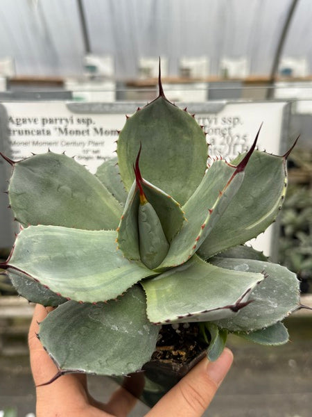Image of Agave parryi ssp. truncata 'Monet Moment'