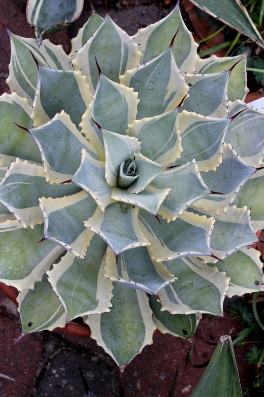 Image of Agave potatorum 'Bluewinds' taken at Juniper Level Botanic Garden, NC by JLBG
