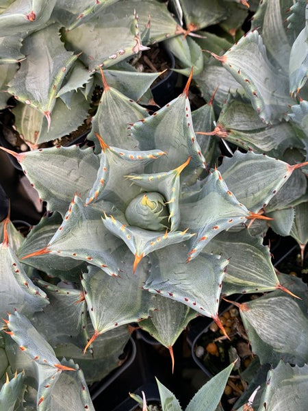 Image of Agave potatorum 'Lonkie' taken at Juniper Level Botanic Gdn, NC by Lidia Churakova