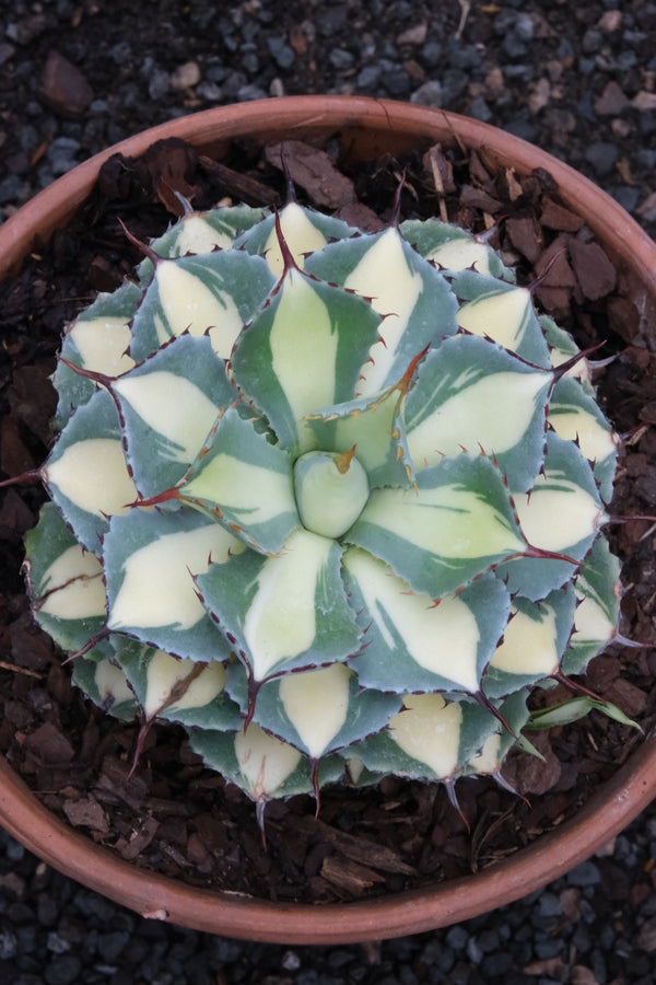 Image of Agave potatorum 'South Pole' taken at Juniper Level Botanic Gdn, NC by JLBG