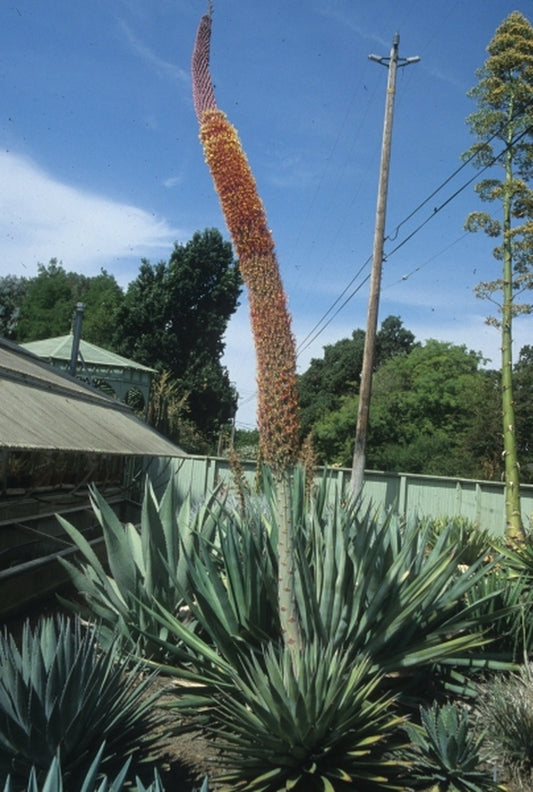 Image of Agave potrerana taken at R. Bancroft Gdn, CA