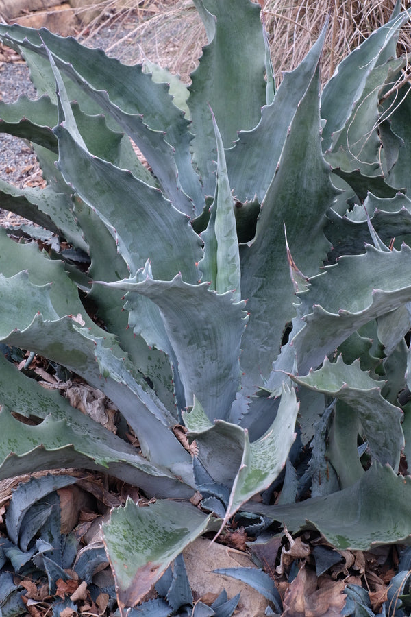 Image of Agave x protamericana 'Funky Toes' taken at Juniper Level Botanic Gdn, NC by JLBG