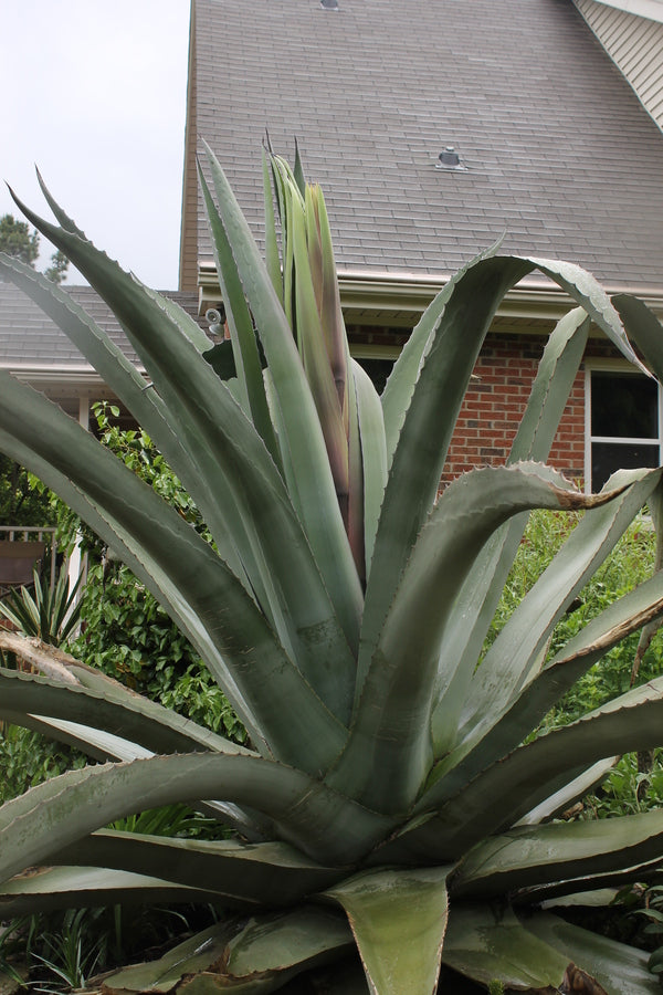 Image of Agave x protamericana 'Grey Gator' taken at Juniper Level Botanic Gdn, NC by JLBG