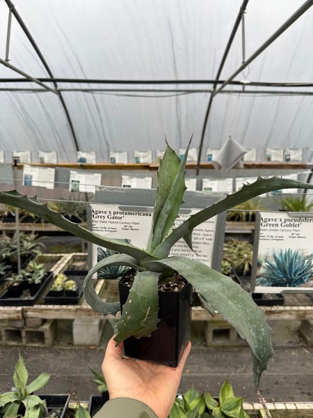 Image of Agave x protamericana 'Grey Gator'