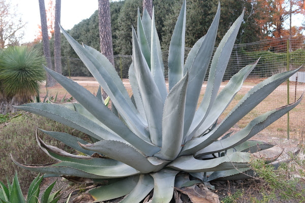 Image of Agave x protamericana 'Silver Surfer' taken at Juniper Level Botanic Gdn, NC by JLBG
