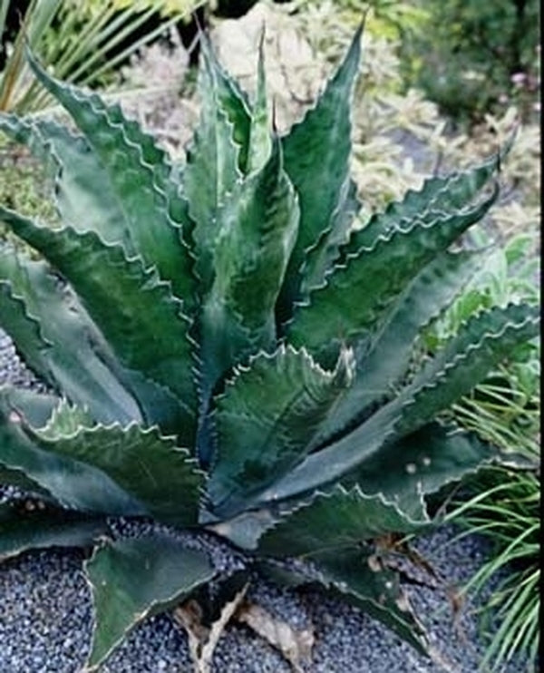 Image of Agave x pseudoferox 'Logan Calhoun' taken at Juniper Level Botanic Gdn, NC by JLBG