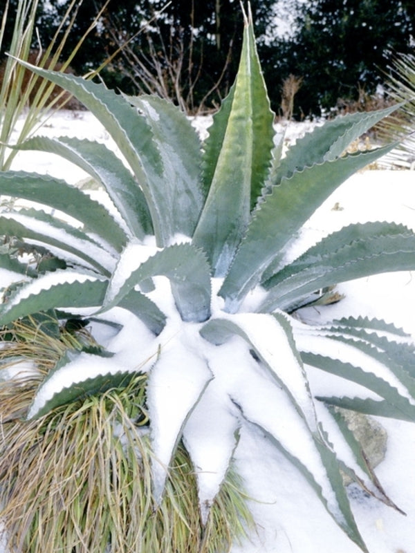 Image of Agave x pseudoferox 'Logan Calhoun' taken at Juniper Level Botanic Gdn, NC by JLBG