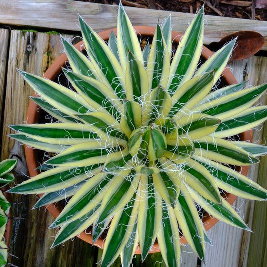 Image of Agave schidigera 'Royal Flush' PP 31,138 taken at Juniper Level Botanic Gdn, NC by JLBG