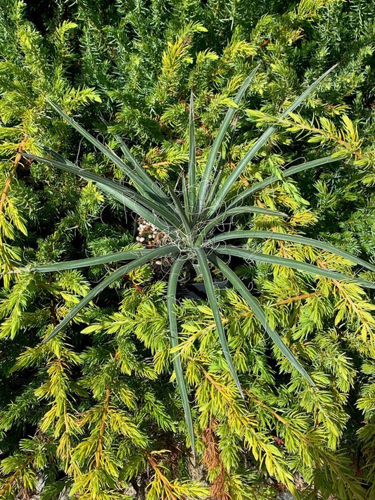 Image of Agave schottii 'Making Lemmons' taken at Juniper Level Botanic Gdn, NC by C. Hardison