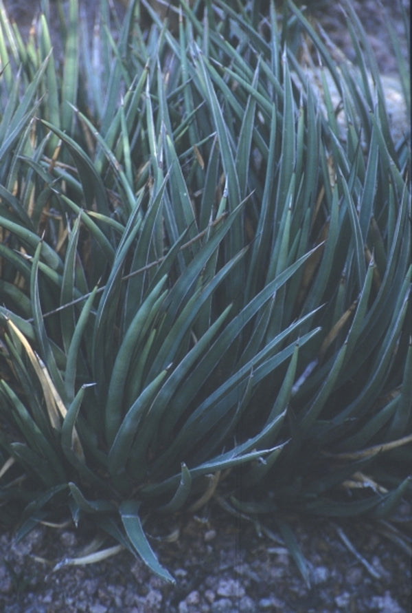 Image of Agave schottii var. treleasei taken at Desert Botanic Gdn, AZ
