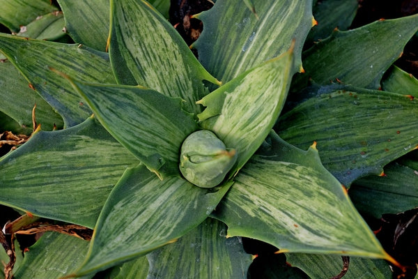 Image of Agave simplex 'Snow Devil' taken at Juniper Level Botanic Gdn, NC by JLBG