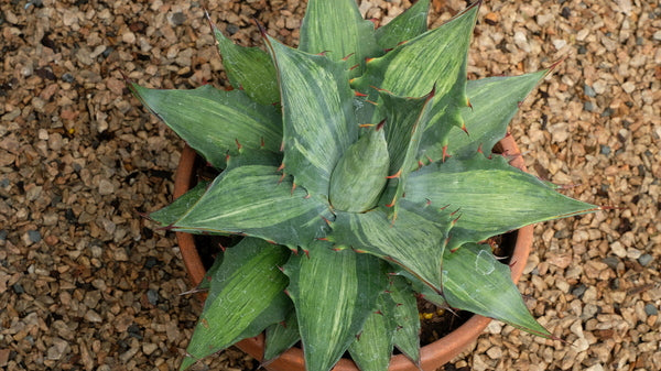 Image of Agave simplex 'Snow Devil' taken at Juniper Level Botanic Gdn, NC by JLBG