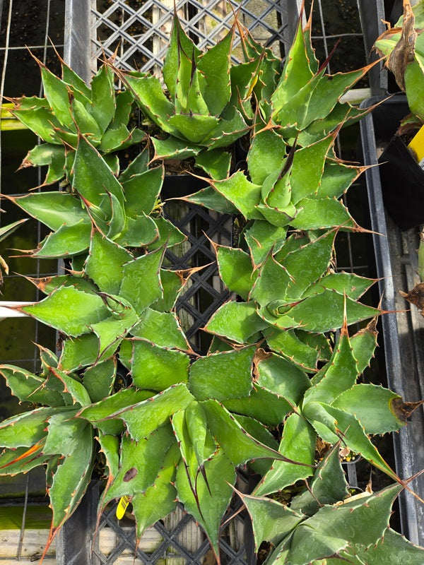 Image of Agave sp. 'Azul Monterrey Green' taken at Juniper Level Botanic Gdn, NC by JLBG