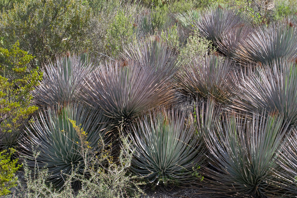 Image of Agave striata 'Live Wires' taken at Yucca Do Nursery, TX by W. Roitsch