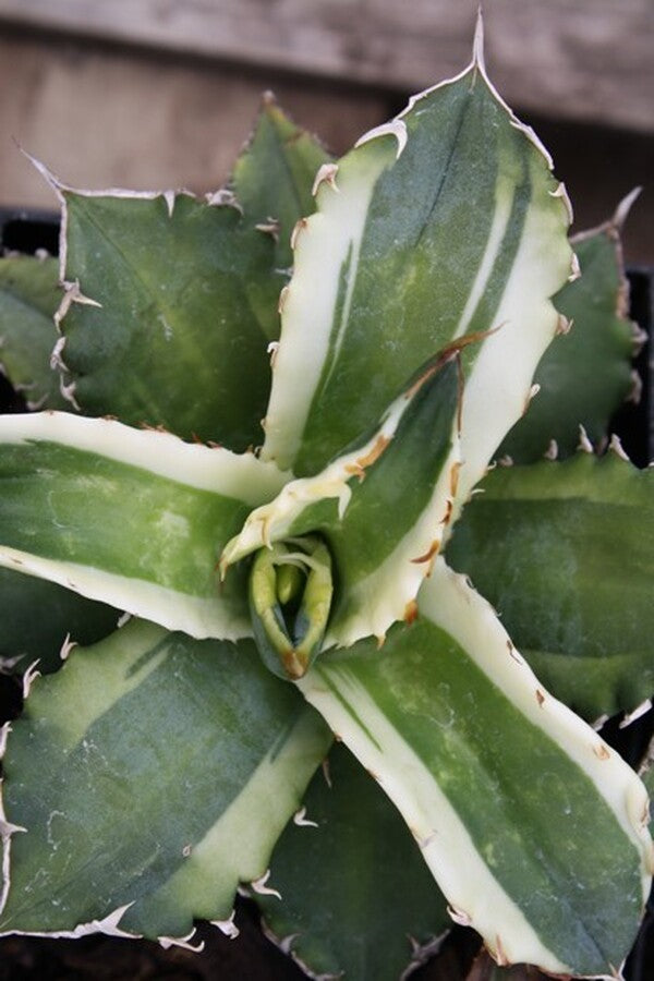 Image of Agave titanota 'Genryu Kifukurin' taken at Juniper Level Botanic Gdn, NC by JLBG