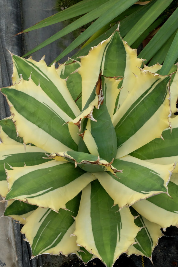 Image of Agave titanota 'Snaggle Tooth' taken at Walters Gardens, MI by JLBG