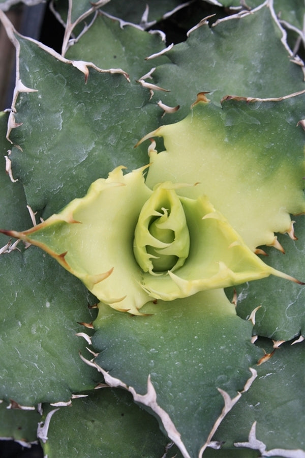 Image of Agave titanota 'Sunburst' taken at Juniper Level Botanic Gdn, NC by JLBG