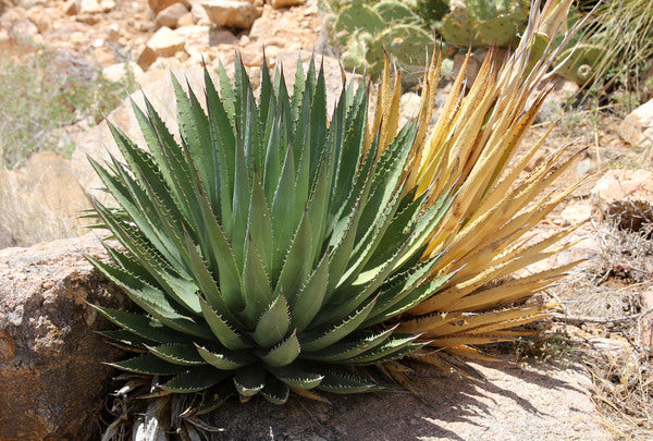 Image of Agave x utahveyana 'Wikieup' taken at Chasing Centuries 2019 by Ron Parker