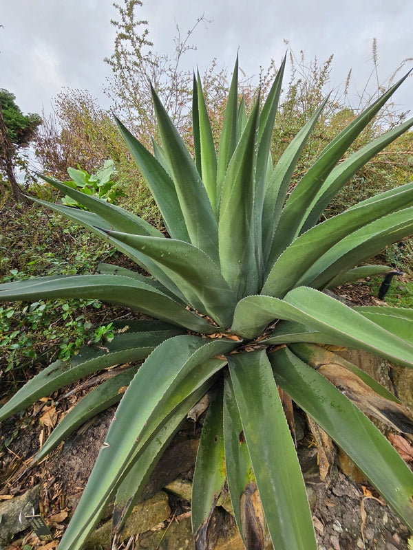 Image of Agave x victoferox 'Upstanding' taken at Juniper Level Botanic Gdn, NC by JLBG
