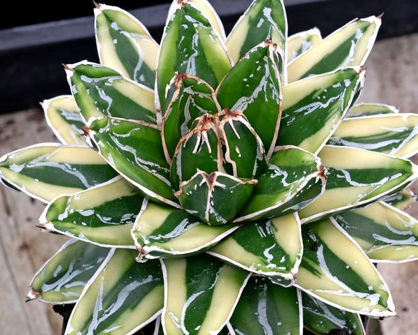 Image of Agave victoriae-reginae 'Kizan'