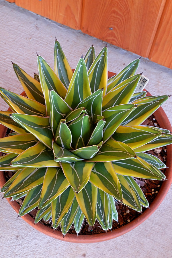 Image of Agave victoriae-reginae 'Lemonade' taken at Juniper Level Botanic Gdn, NC by JLBG