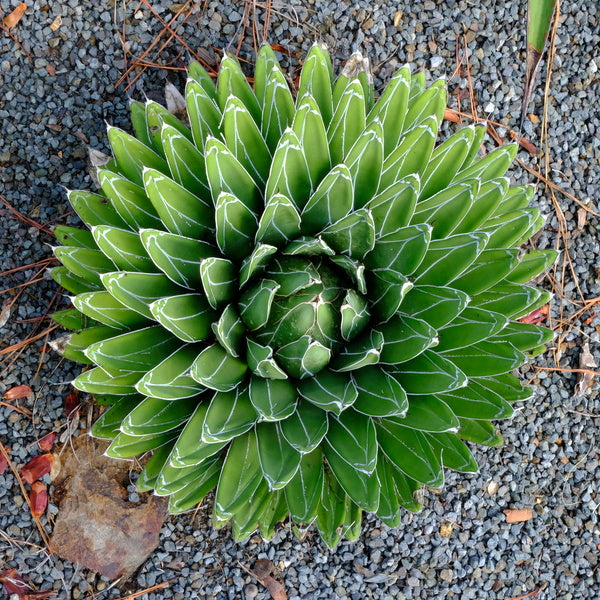 Image of Agave victoriae-reginae 'Porcupine' taken at Juniper Level Botanic Gdn, NC by JLBG