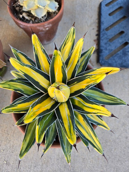 Image of Agave victoriae-reginae 'Sun King' taken at Juniper Level Botanic Gdn, NC by JLBG