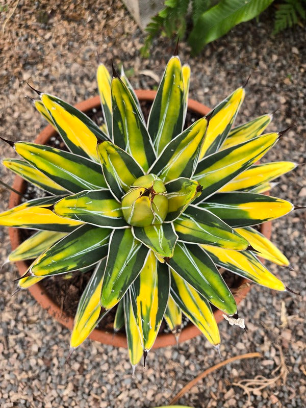 Image of Agave victoriae-reginae 'Sun King' taken at Juniper Level Botanic Gdn, NC by JLBG