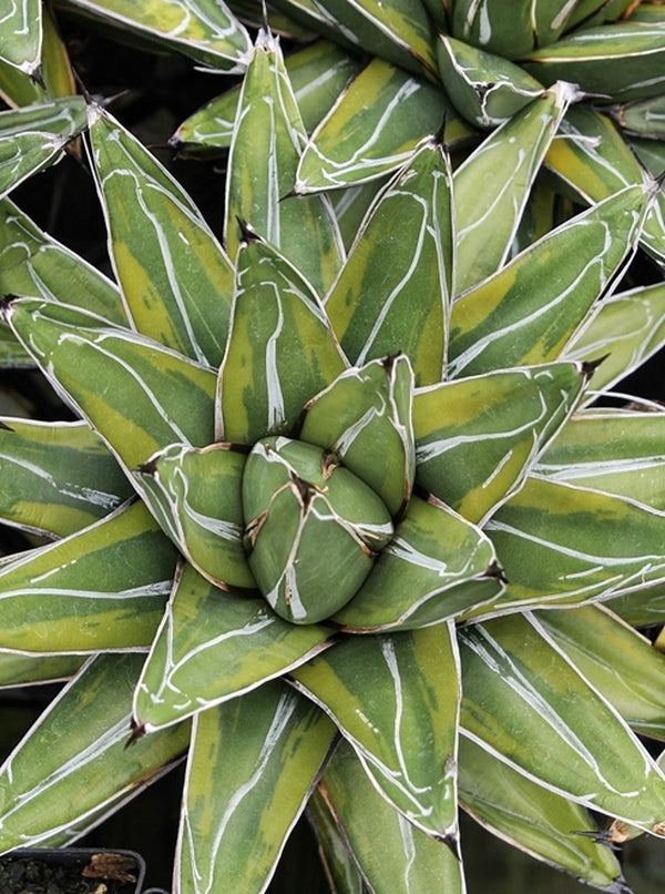 Image of Agave victoriae-reginae 'Tora Fu' taken at Juniper Level Botanic Gdn, NC by JLBG