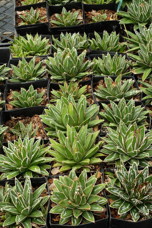 Image of Agave victoriae-reginae ssp. swobodae