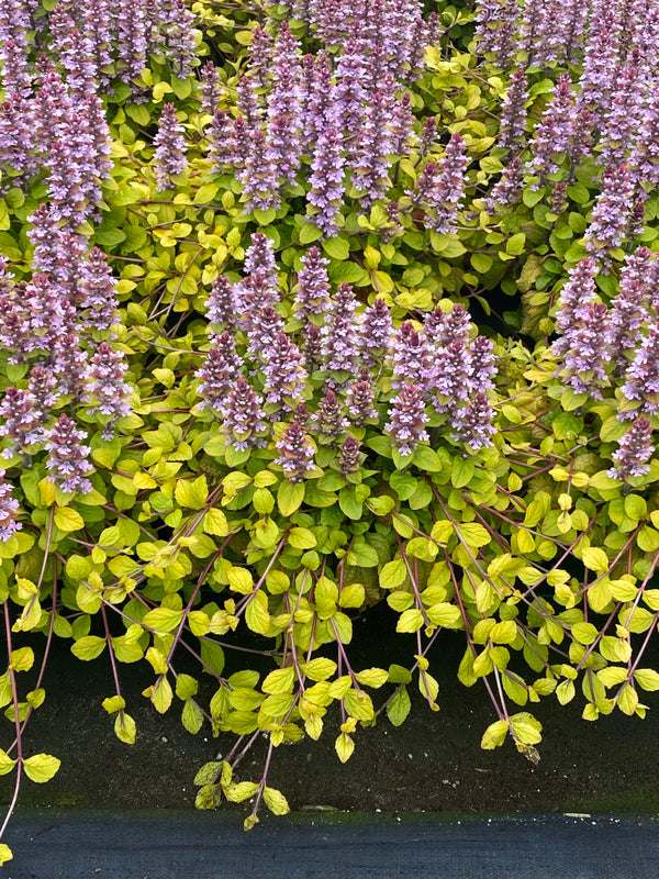 Image of Ajuga 'Flashy Flamingo' PPAF taken at Garden Solutions by C. Hansen